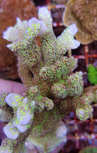 Lade das Bild in den Galerie-Viewer, Montipora malampaya

