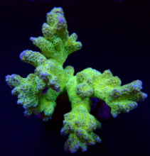 Lade das Bild in den Galerie-Viewer, Montipora malampaya
