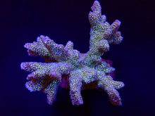 Lade das Bild in den Galerie-Viewer, Montipora malampaya
