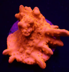 Montipora setosa (frag) NZ