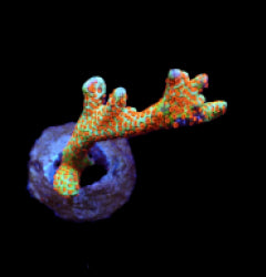 Montipora spp. (Branched) (Forest Fire) (frag) NZ