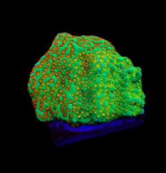 Montipora spp. (Fruity Pebbles) (frag) NZ