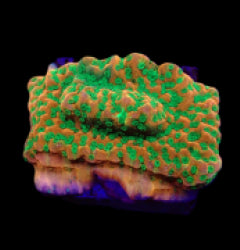 Montipora spp. (Phoenix Evolution) (frag) NZ