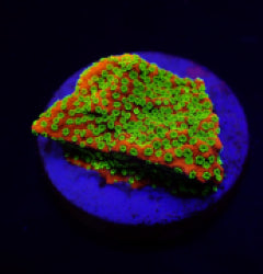 Montipora spp. (Sunset) (frag) NZ