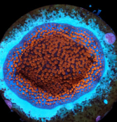 Montipora spp. (Superman) (frag) NZ