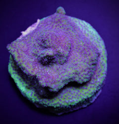 Montipora spp. (Blueberry Pie) (frag) NZ