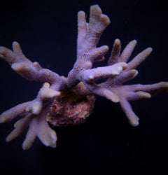 Montipora spp. (Branched) (Blue polyp)