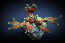 Lade das Bild in den Galerie-Viewer, Montipora spp. (Branched) (Forest Fire)
