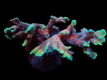 Lade das Bild in den Galerie-Viewer, Montipora spp. (Branched) (Forest Fire)
