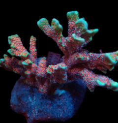 Montipora spp. (Branched) (Forest Fire)