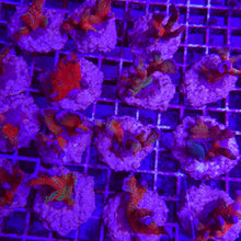 Lade das Bild in den Galerie-Viewer, Montipora spp. (Branched) (Forest Fire)
