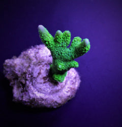 Montipora spp. (Branched) (Green) (frag) NZ