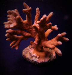Montipora spp. (Branched) (Orange-Red)
