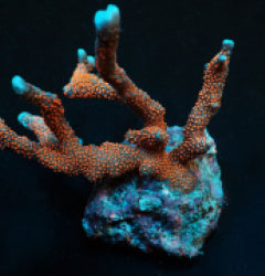 Montipora spp. (Branched) (Red polyp)