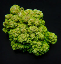Lade das Bild in den Galerie-Viewer, Montipora spp. (Encrusting) (Green)
