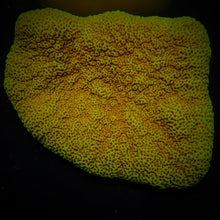 Lade das Bild in den Galerie-Viewer, Montipora spp. (Encrusting) (Green)
