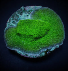 Montipora spp. (Encrusting) (Green) (frag) NZ