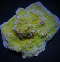 Montipora spp. (Encrusting) (Green polyp)