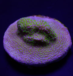 Montipora spp. (Encrusting) (Green polyp) (frag) NZ