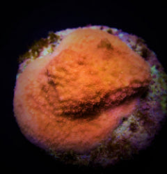 Montipora spp. (Encrusting) (Orange-Red) (frag) NZ