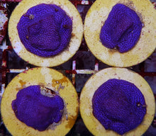Lade das Bild in den Galerie-Viewer, Montipora spp. (Encrusting) (Purple-Blue)
