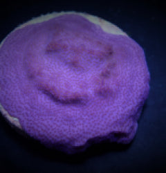Montipora spp. (Encrusting) (Purple-Blue)