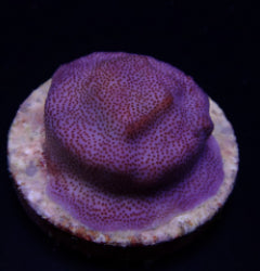 Montipora spp. (Encrusting) (Purple-Blue polyp) (frag) NZ