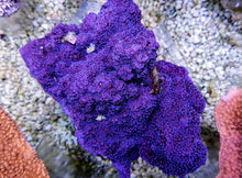 Lade das Bild in den Galerie-Viewer, Montipora spp. (Encrusting) (Purple-Blue)

