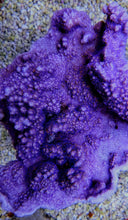 Lade das Bild in den Galerie-Viewer, Montipora spp. (Encrusting) (Purple-Blue)
