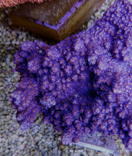 Lade das Bild in den Galerie-Viewer, Montipora spp. (Encrusting) (Purple-Blue)
