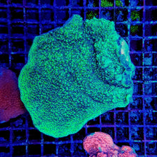 Lade das Bild in den Galerie-Viewer, Montipora spp. (Encrusting) (Purple-Pink polyp)
