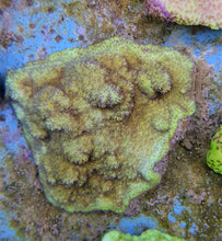 Lade das Bild in den Galerie-Viewer, Montipora spp. (Encrusting) (Purple-Pink polyp)
