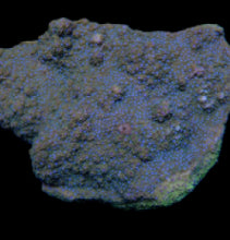 Lade das Bild in den Galerie-Viewer, Montipora spp. (Encrusting) (Purple-Pink polyp)

