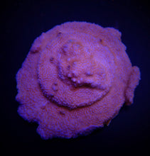 Lade das Bild in den Galerie-Viewer, Montipora spp. (Encrusting) (Red polyp)
