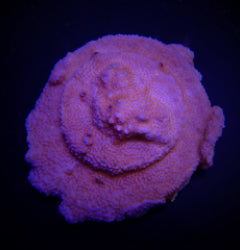 Montipora spp. (Encrusting) (Red polyp)