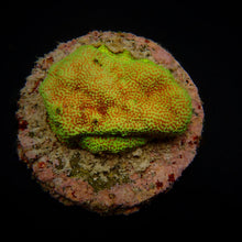 Lade das Bild in den Galerie-Viewer, Montipora spp. (Encrusting) (Red polyp)
