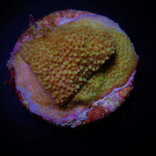 Lade das Bild in den Galerie-Viewer, Montipora spp. (Encrusting) (Red polyp)
