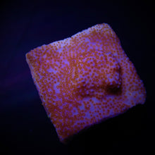 Lade das Bild in den Galerie-Viewer, Montipora spp. (Encrusting) (Red polyp)
