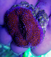 Lade das Bild in den Galerie-Viewer, Montipora spp. (Encrusting) (Red polyp)
