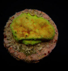 Montipora spp. (Encrusting) (Red polyp) (frag) NZ