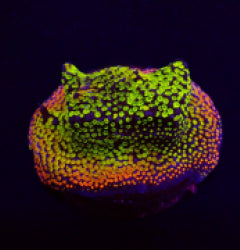Montipora spp. (Fruity) (frag) NZ