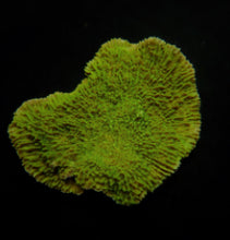 Lade das Bild in den Galerie-Viewer, Montipora spp. (Laminar) (Green)
