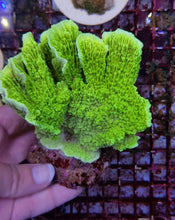 Lade das Bild in den Galerie-Viewer, Montipora spp. (Laminar) (Green)
