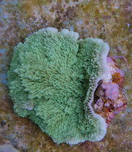 Lade das Bild in den Galerie-Viewer, Montipora spp. (Laminar) (Green)
