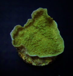 Montipora spp. (Laminar) (Green) (frag) NZ