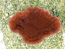 Lade das Bild in den Galerie-Viewer, Montipora spp. (Laminar) (Orange-Red)
