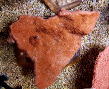 Lade das Bild in den Galerie-Viewer, Montipora spp. (Laminar) (Orange-Red)
