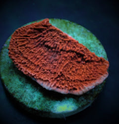 Montipora spp. (Laminar) (Orange-Red) (frag) NZ