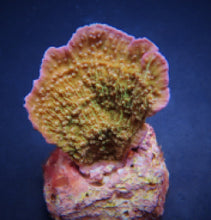 Lade das Bild in den Galerie-Viewer, Montipora spp. (Laminar) (Pink Edge)
