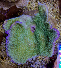 Lade das Bild in den Galerie-Viewer, Montipora spp. (Laminar) (Pink Edge)
